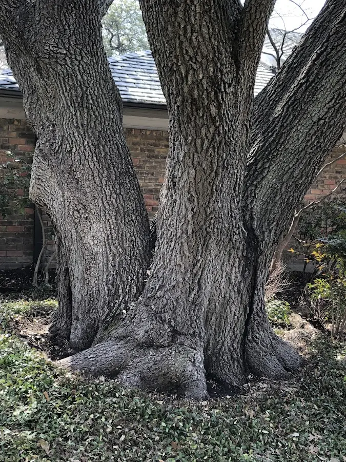 Mature heritage tree close to a Barnhill property cared for by certified arborists
